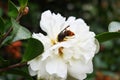 Camellia japonica Ã§â¢Â½Ã¥Â±Â±Ã¨ÅÂ¶Ã¨Å Â± Royalty Free Stock Photo